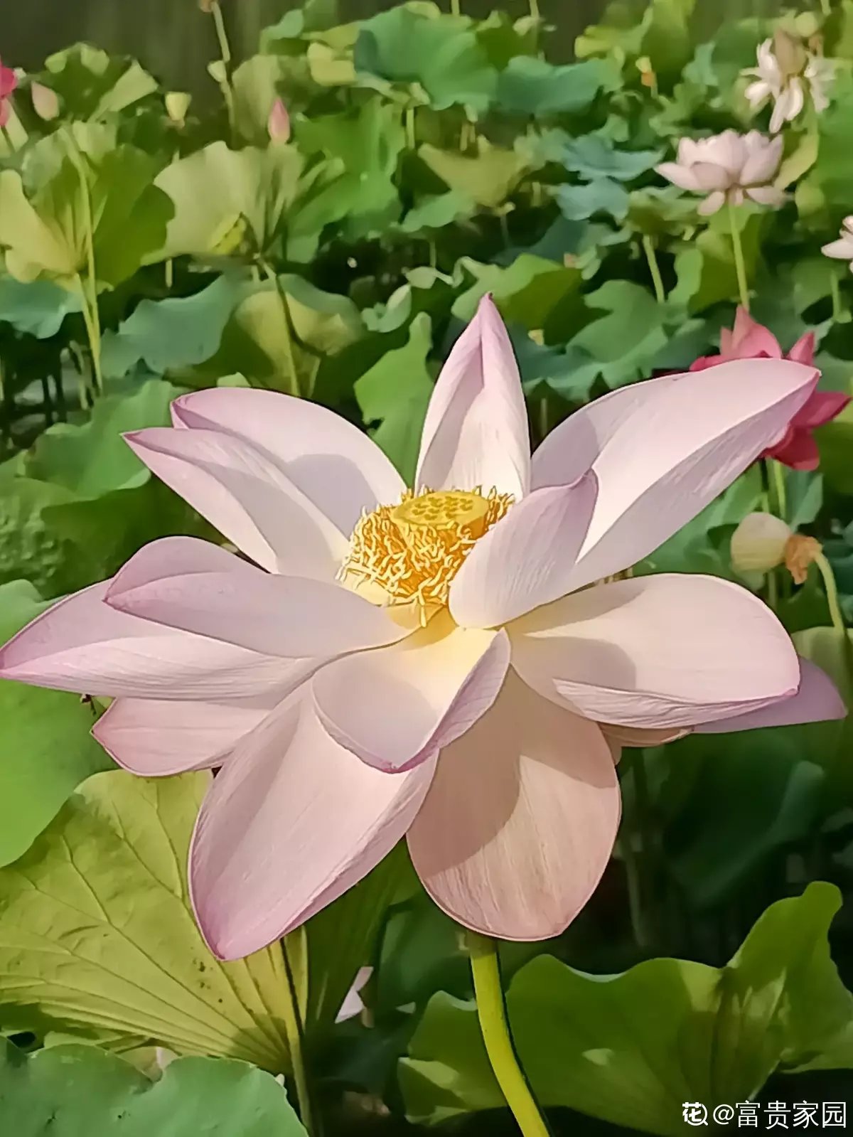 鸡蛋花|8月开得最好的9种花，养了就能开，做8月最靓的花