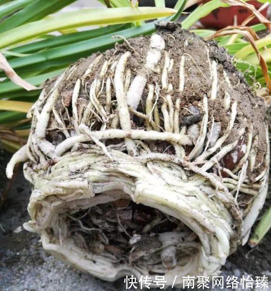 虎皮兰、君子兰、金钱树,用这1种方法,都能养爆盆