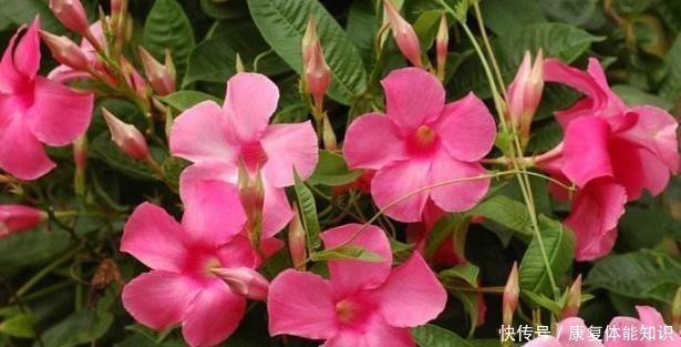 阳台上|一种小花太神奇,一对叶子6朵花,养一棵开一片,室内室外都能养!