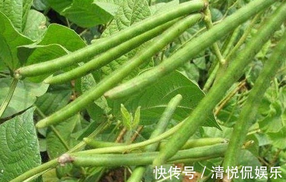 收获|绿豆产量低下,原来方法不对,掌握以下要点,收获吃不完的绿豆