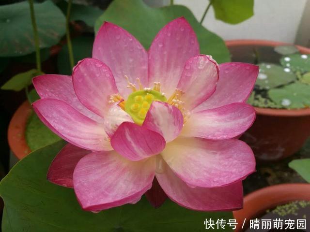 她在水缸里种荷花,开花比脸还大,满缸都是藕!