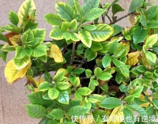 月季花杜鹃花栀子花总是养不活教你一招,连开3个月!