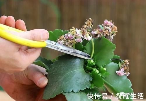 长寿花开完花后,给它做3个“小动作”,还能再开一茬花