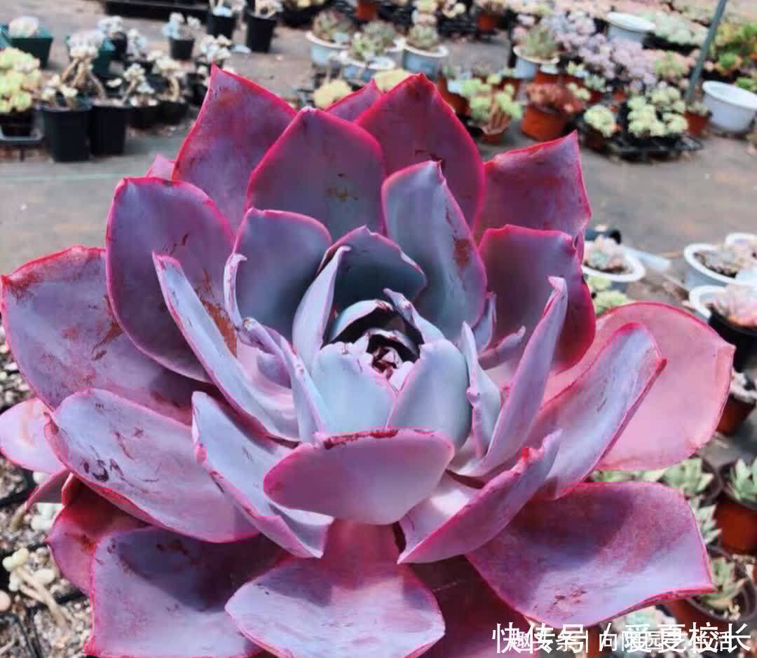 广寒宫|多肉种之前要想好了,花盆选对了,对多肉生长更有利