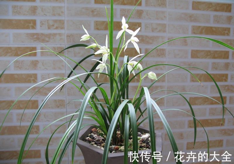 浇水|兰花中的珍品大雪素,花如其名雅致素朴,简单养殖就能爆盆