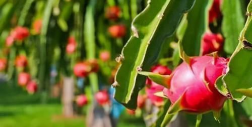 白蛋白|女性过了40岁，推荐吃三种食物，营养丰富，清热去火，不容错过