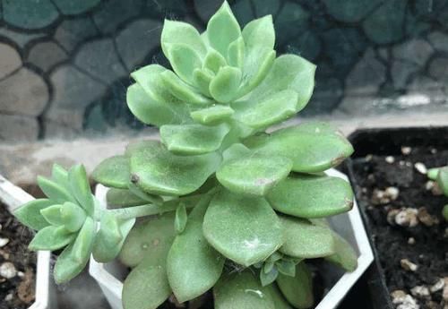 叶子|多肉出现徒长了?揪掉叶子,能变成老桩吗?这个想法“大错”