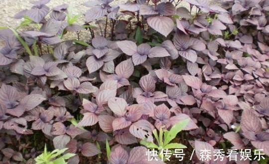 野菜|广西农村最好吃的野菜,很多人叫不出名字,你吃过几种