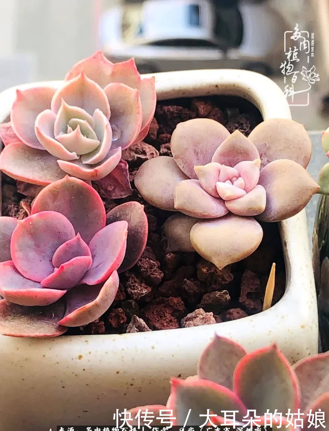 春风化雨,润物无声,爱上多肉,欲罢不能!