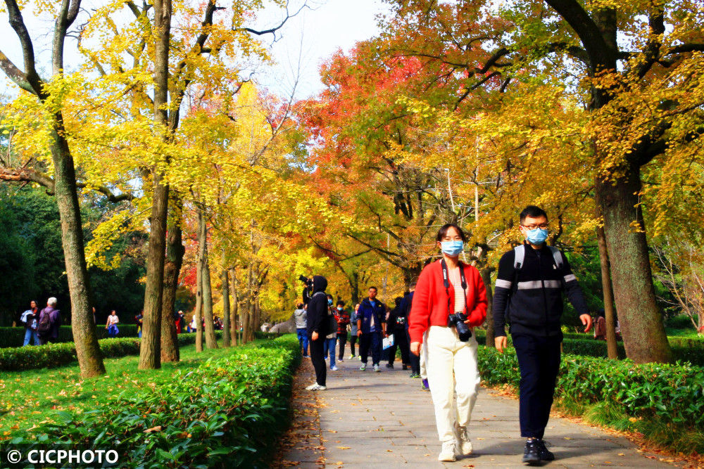 江苏|江苏南京：初冬钟山景如画