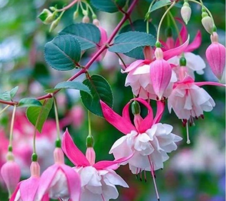 家里一定要养这3种花，养在客厅上档次，花美色艳，花儿轻松开爆