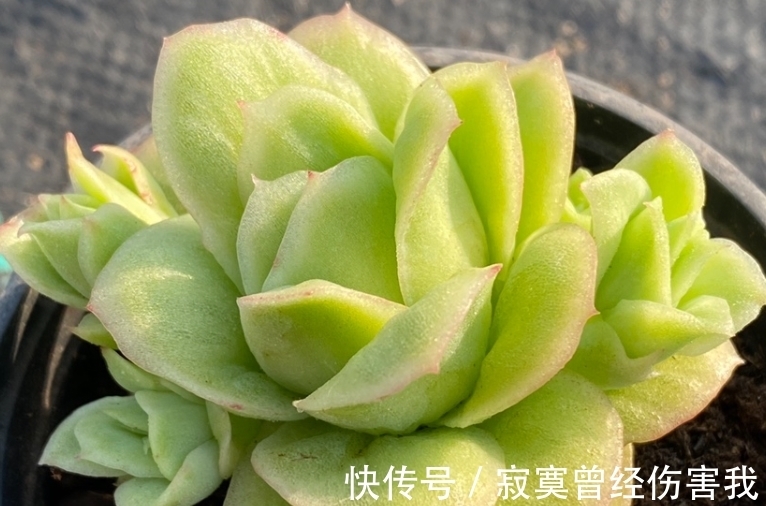 多头|大热多肉冰玫瑰,绿的时候似翡翠,冬天红起来则像带血斑的玫瑰