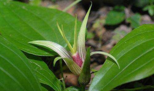 一味中药润肺气、治咳嗽，无论新久咳嗽、寒热咳嗽，皆可用之