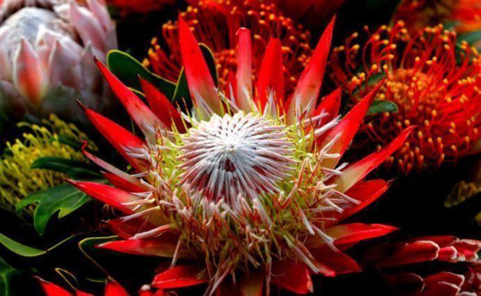 几款花卉,花开繁盛花香怡人,花朵层层交叠,烂漫迷人眼