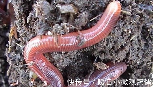 饵料|野钓，饵料如何选择?