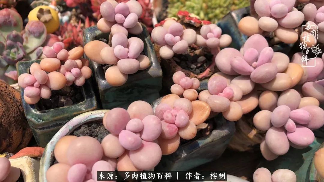 多肉度夏经验谈四季皆露养,兢兢业业养肉三年半!