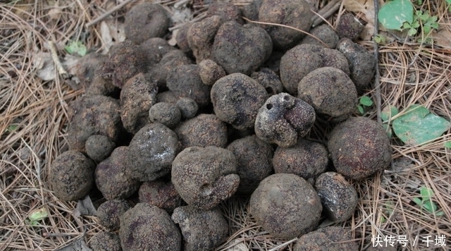 东西|农村这东西长相丑陋,形状如“猪粪”,却不知它比黄金还贵重