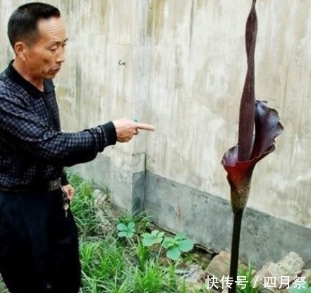 通体|大叔院外发现不明植物,通体黑色近两米,找了县里专家,结果意外