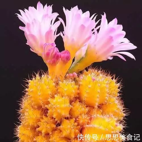 第一次见这么美的仙人掌花!大开眼界!