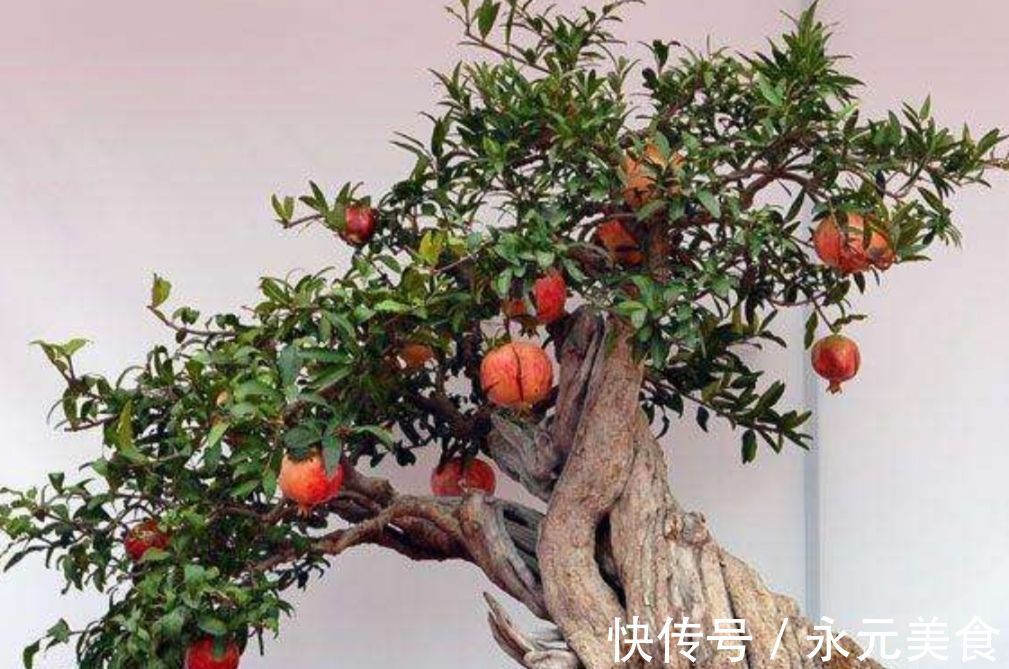 修剪|精品老桩石榴盆景欣赏,红红火火,多子多孙