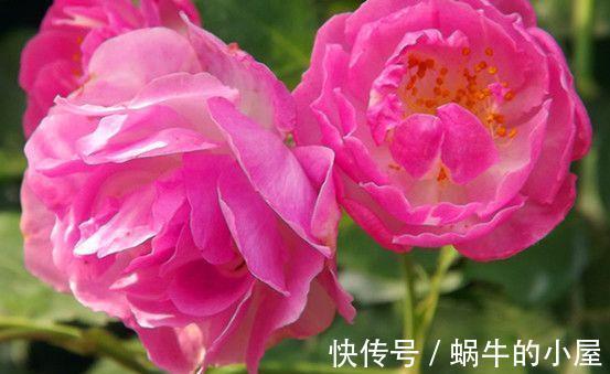 农历|农历7月2号起，最适合养这些花，花香易打理，养在客厅美极了