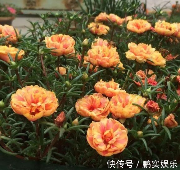 养护|养花技巧粗生粗养也能四季开花!少养1种都觉得亏了