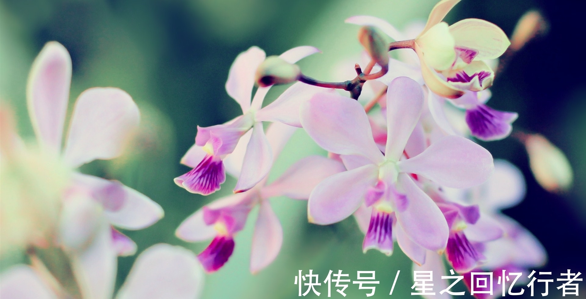 生肖鼠|10月13号后,把握机会,苦尽甘来,阳光总在风雨后,幸福向你招手