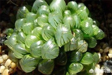 有哪些多肉不能晒太阳？