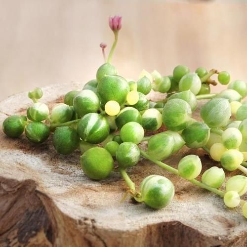 多肉中的“四君子”,圆了花友的“梅兰竹菊”梦,值得收藏