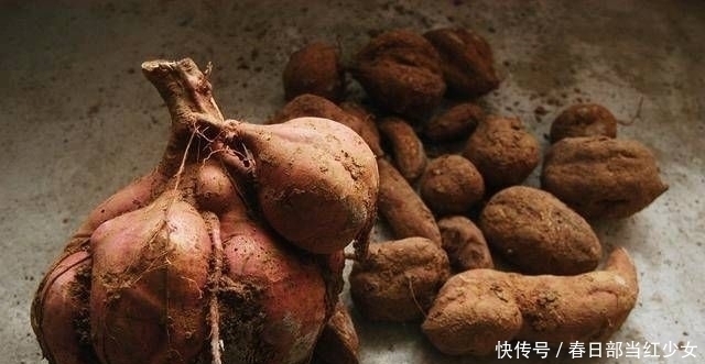 葡萄柚|便秘常吃这东西,容易解决便秘的问题-红薯