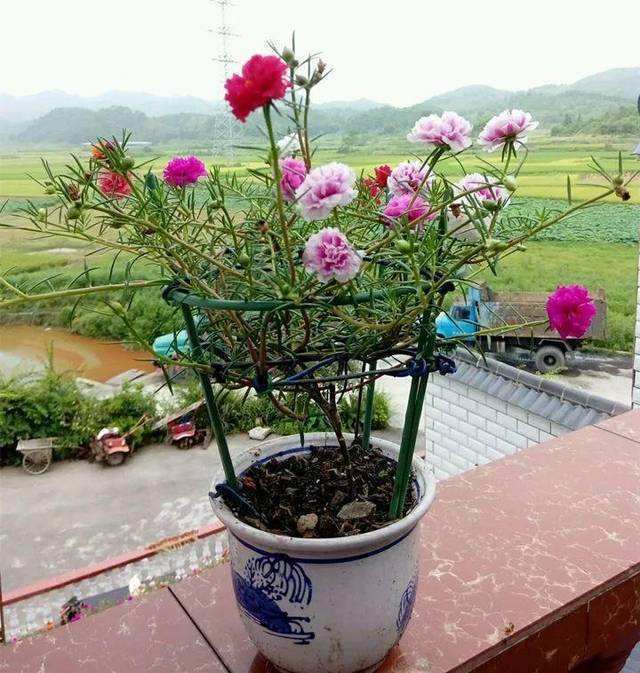 原来太阳花也能养成老桩，一棵就美上天，开花好几层！