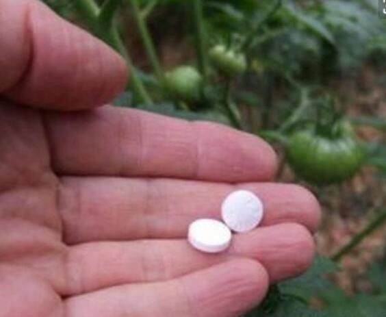 阿司匹林|此4种小药片过期别扔了,兑水浇花,叶片油绿猛开花,爆盆太美了