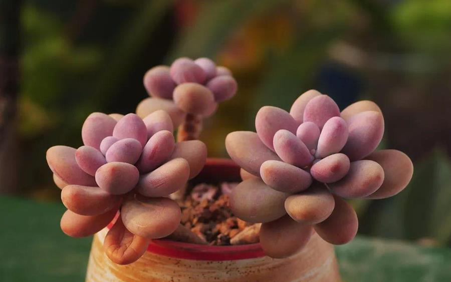 这四种多肉,外观差不多,你分得清吗?