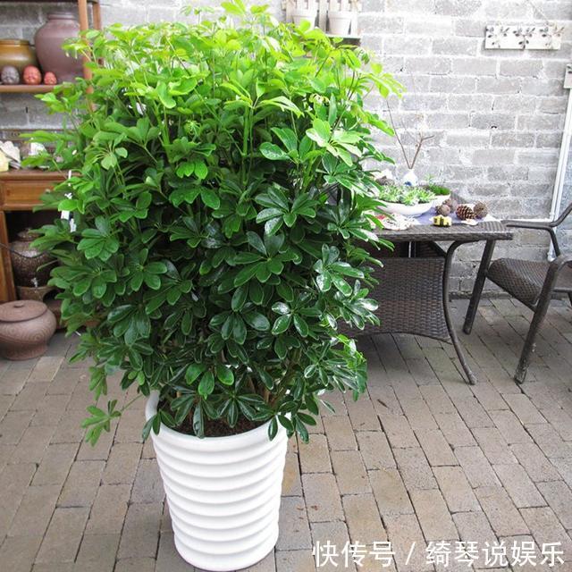 养人|不要乱养花，要养就养它，“镇宅辟邪”旺财、养人，有钱人都在养