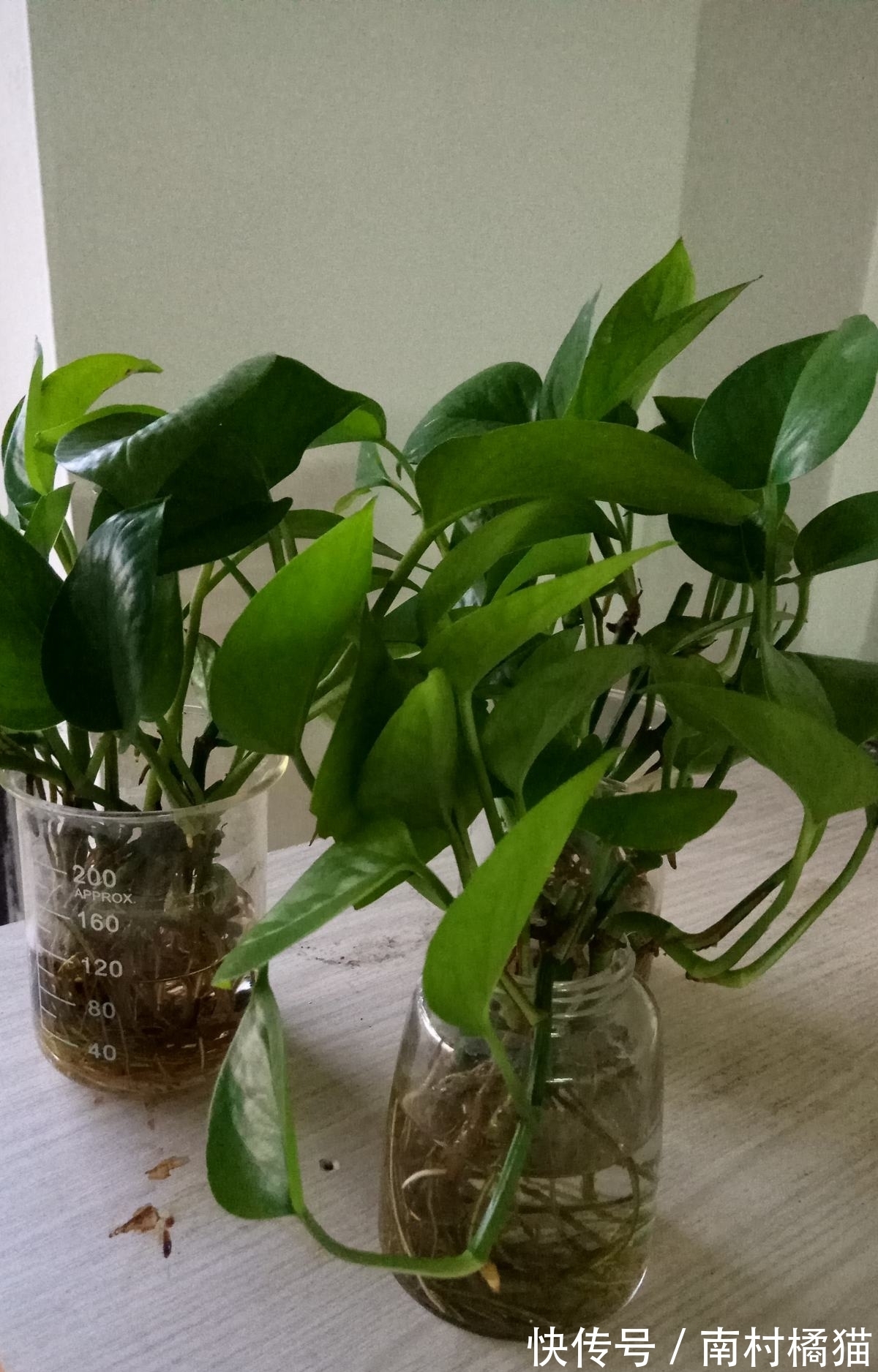 家里养盆“干净花”,一年四季不招虫,开花也多