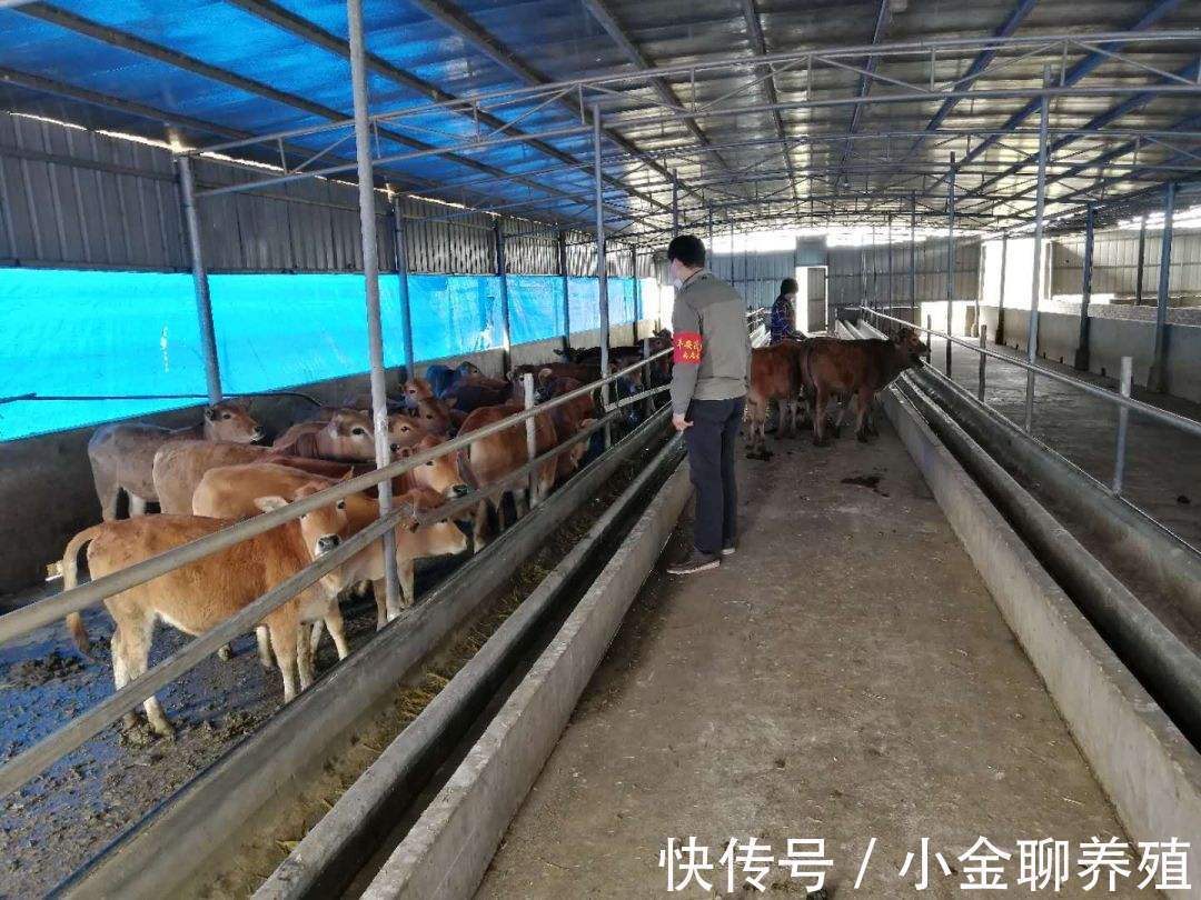 粪便|牛拉稀像拉水一样怎么办?牛拉水样腹泻怎么治?这样做可以根治