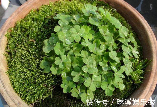 种花|4种''路边垃圾''不简单,带回家处理好养花,啥肥料都不再缺了