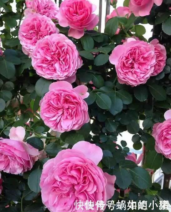 如果我有小院,一定会养这“3种花”,让小院变花园,年年看花