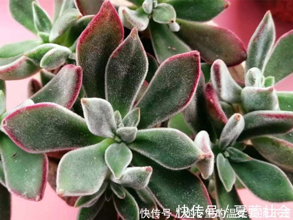 锦晃星|养多肉经常走进的3个误区,大胆走出来,你的多肉会越来越美