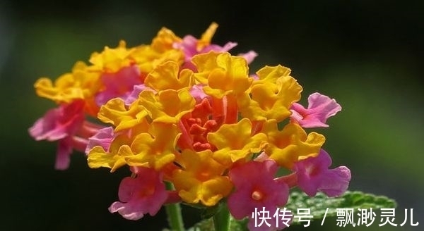 金鱼|4种漂亮花，好养易活能爆盆，年年开花不断