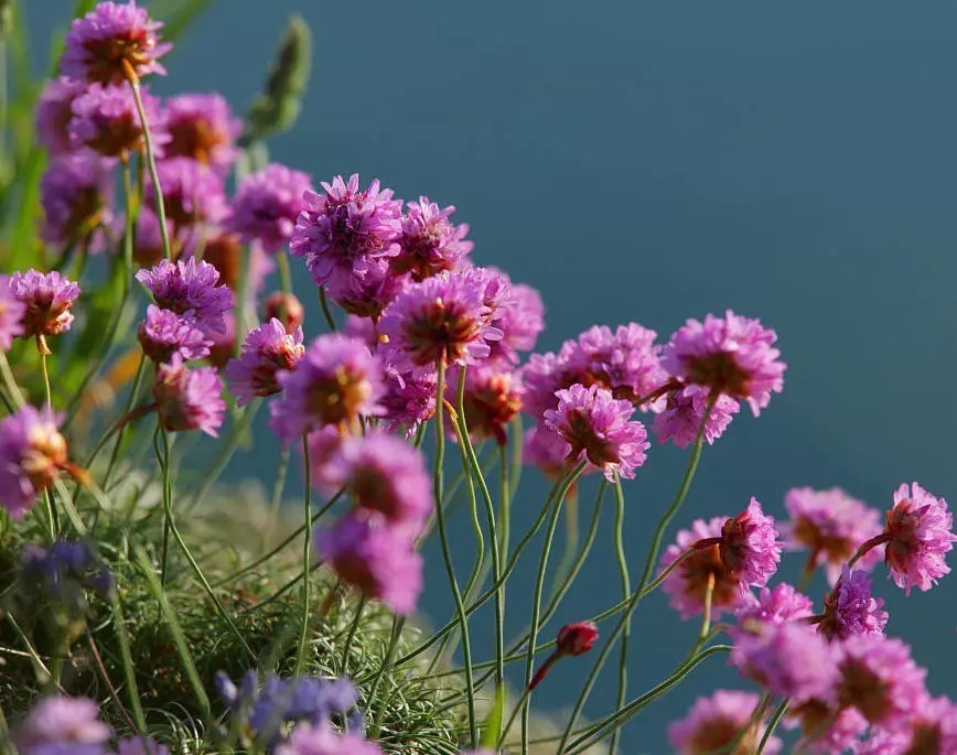 海 石 竹 花