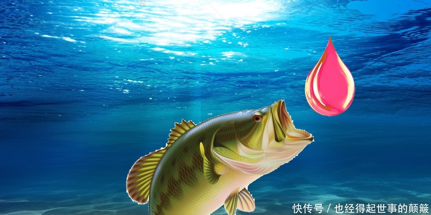 怎样钓滑口鲤鱼?滑口鲤鱼喜欢什么气味?钓滑口鲤鱼的四个绝招