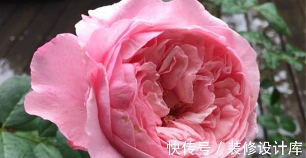 喷药|花友种月季前必须考虑清楚三个问题,不然越养越心烦