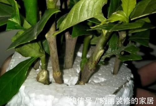 水插栀子花很简单，只要注意几点细节，就能提高成活率