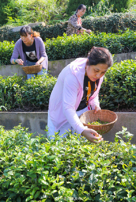 秋茶|云台山秋茶开始采摘