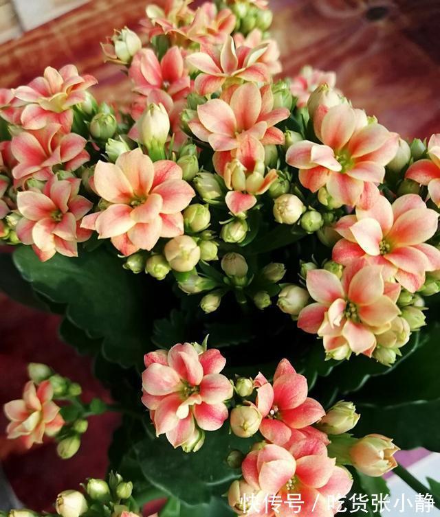 5种漂亮花,天冷多晒晒,越晒长得越健壮,花开得又多又大