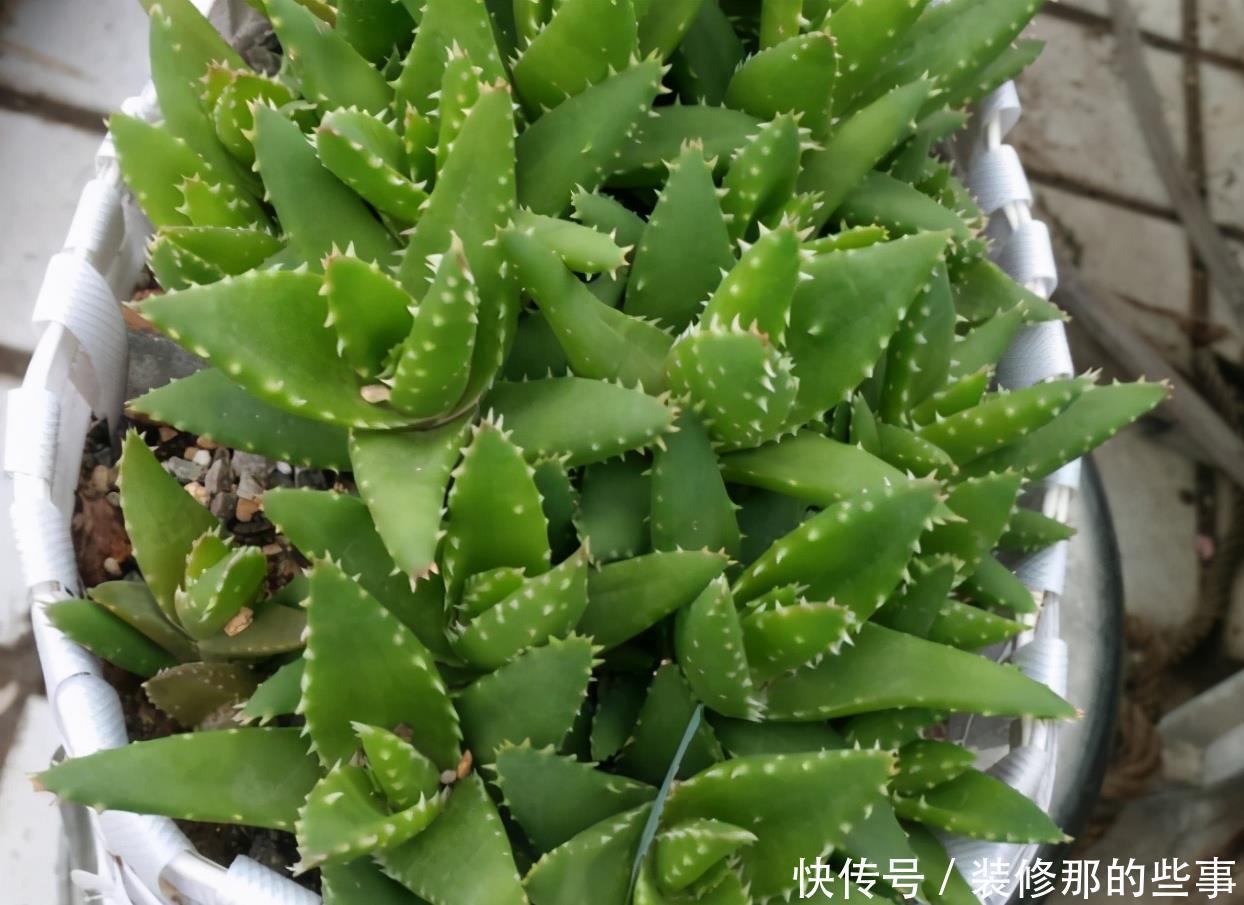 干旱|耐干旱的3种小盆栽,不用浇水不用管,养着养着就泛滥了