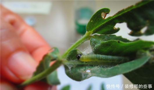 淋死|梅雨季节仙人掌、文竹、兰花、芦荟等别淋雨,很容易淋死