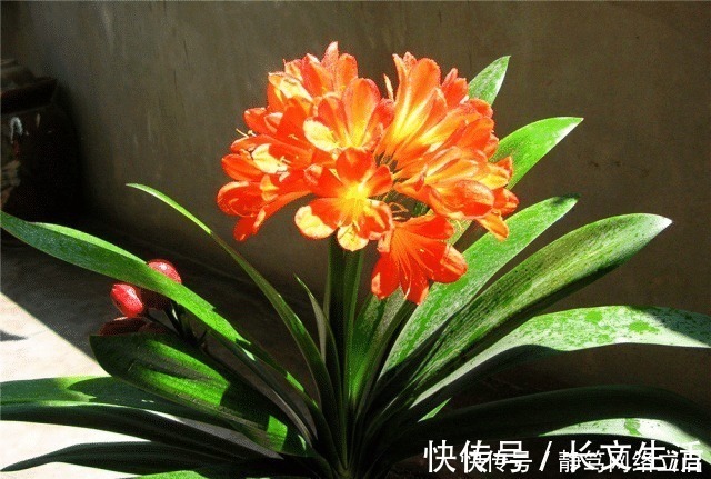 柳树皮|老大爷养君子兰，用上3种“黑炭块”，齐刷刷冒白根，年年开花旺