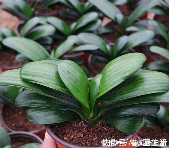 果皮|什么黄豆水、淘米水都不如这“3种水”,浇1盆旺1盆,而且没异味